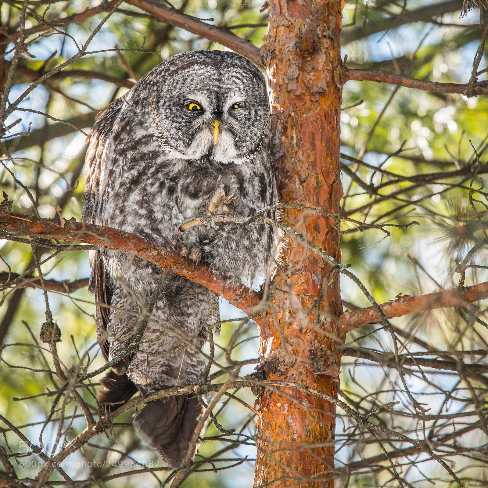 Nikon D500 sample photo. Great grey owl photography