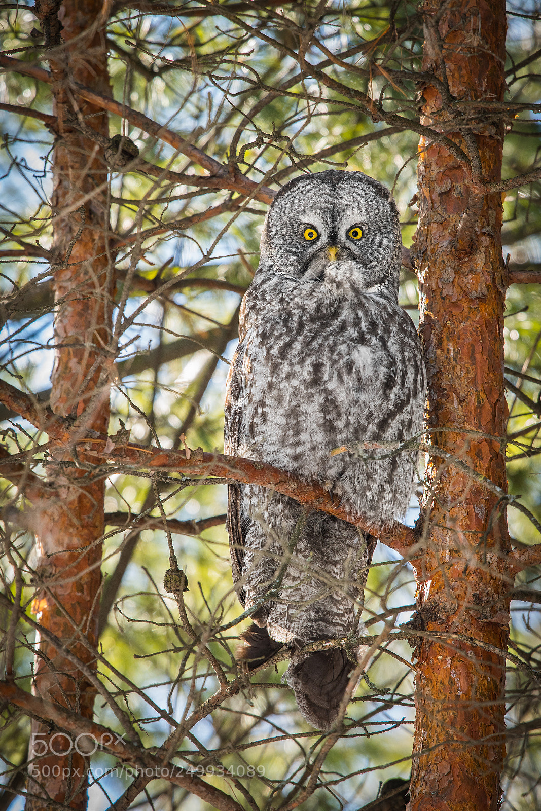 Nikon D500 sample photo. Great grey owl photography