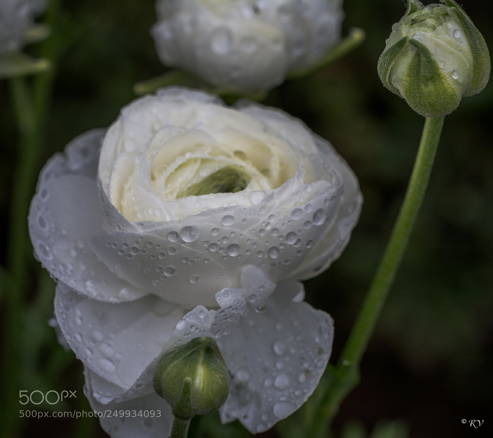 Nikon D7100 sample photo. Flowers photography