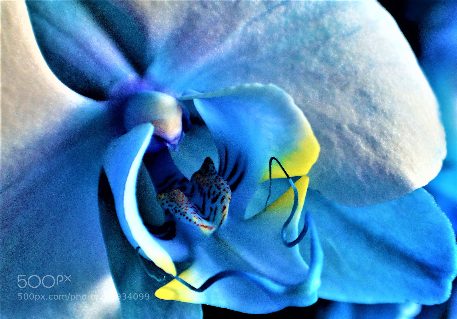 Nikon D5200 sample photo. Close to blue photography