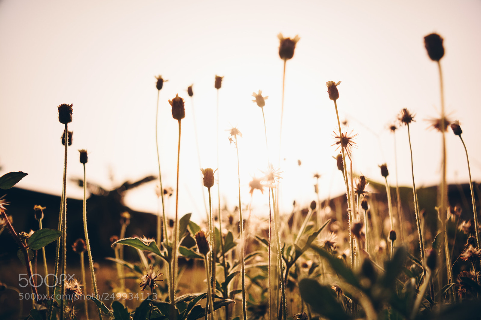 Nikon D5200 sample photo. Whispers of wind photography