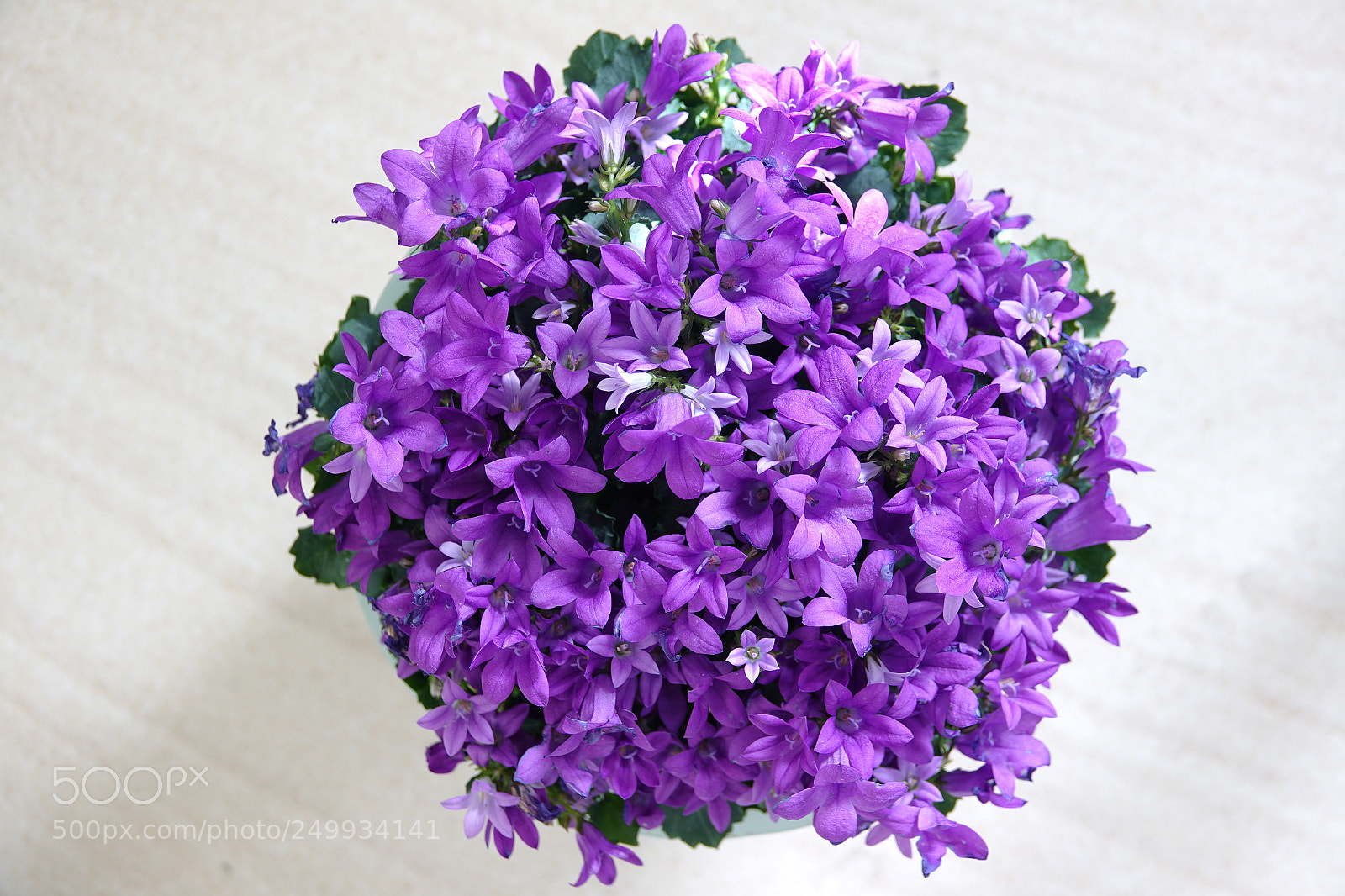 Sony Cyber-shot DSC-RX10 III sample photo. Viloet-flora-flower photography