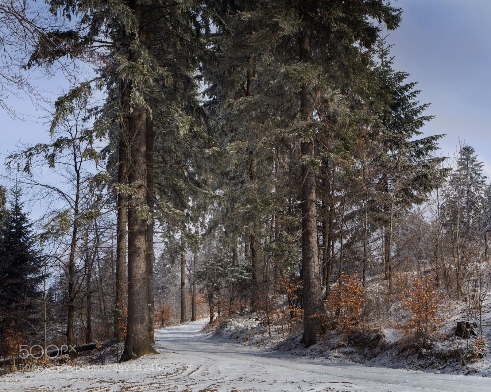 Olympus OM-D E-M10 sample photo. Old spruces photography
