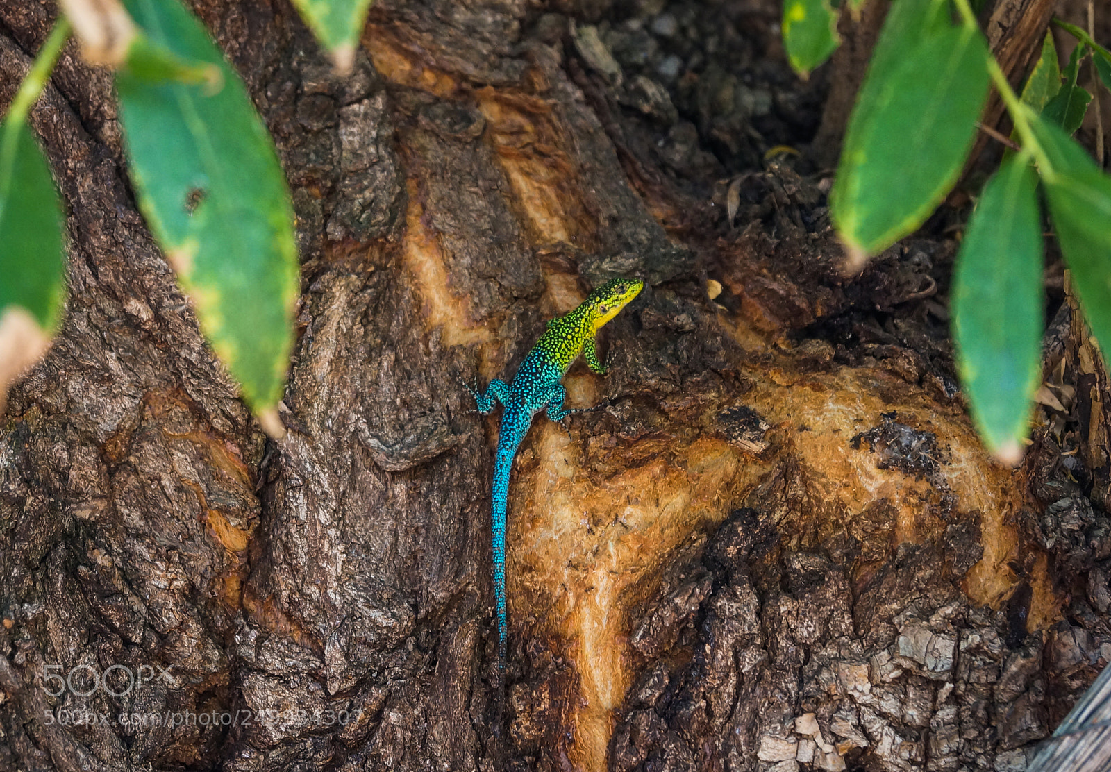 Sony SLT-A37 sample photo. Los colores de la photography