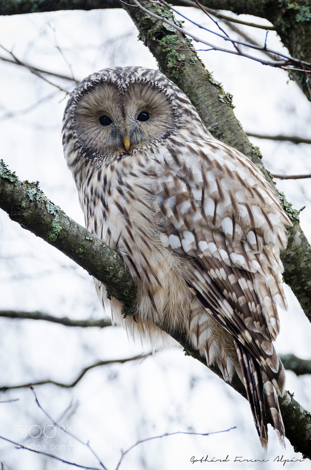 Nikon D7000 sample photo. Ural owl (strix uralensis) photography