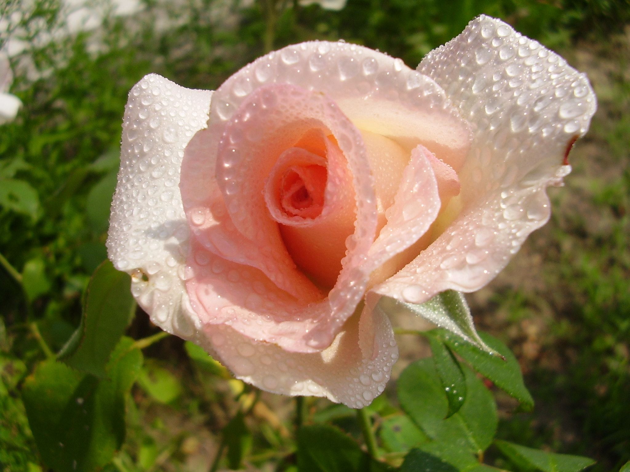 Olympus X450,D535Z,C370Z sample photo. Rose photography
