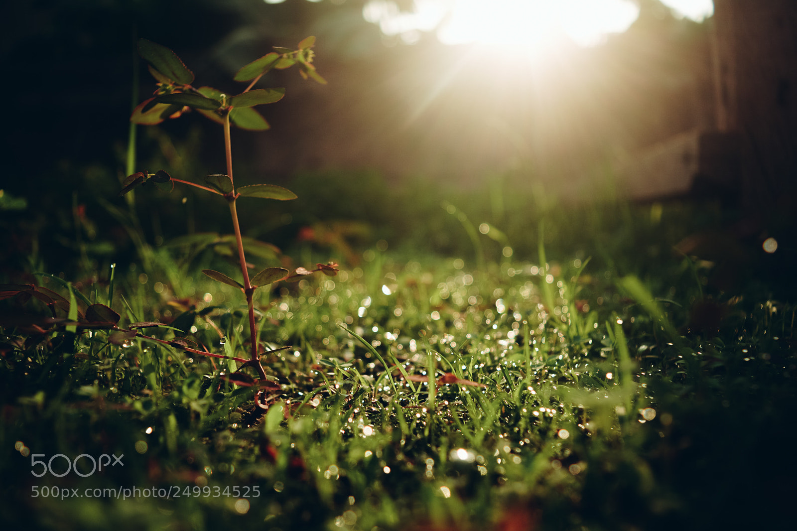 Nikon D5200 sample photo. Goodmorning sunshine. photography