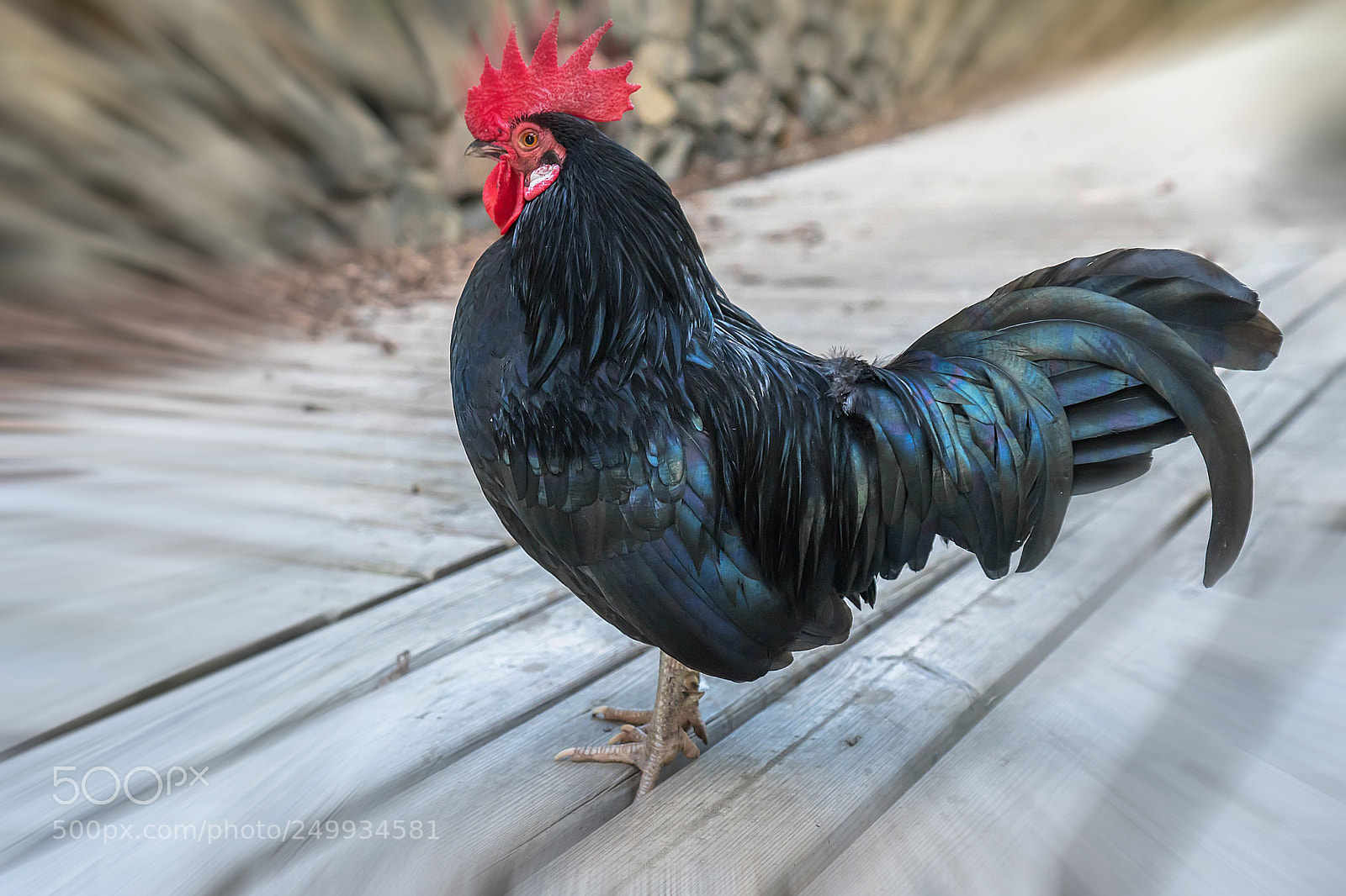 Sony a6300 sample photo. Rooster photography