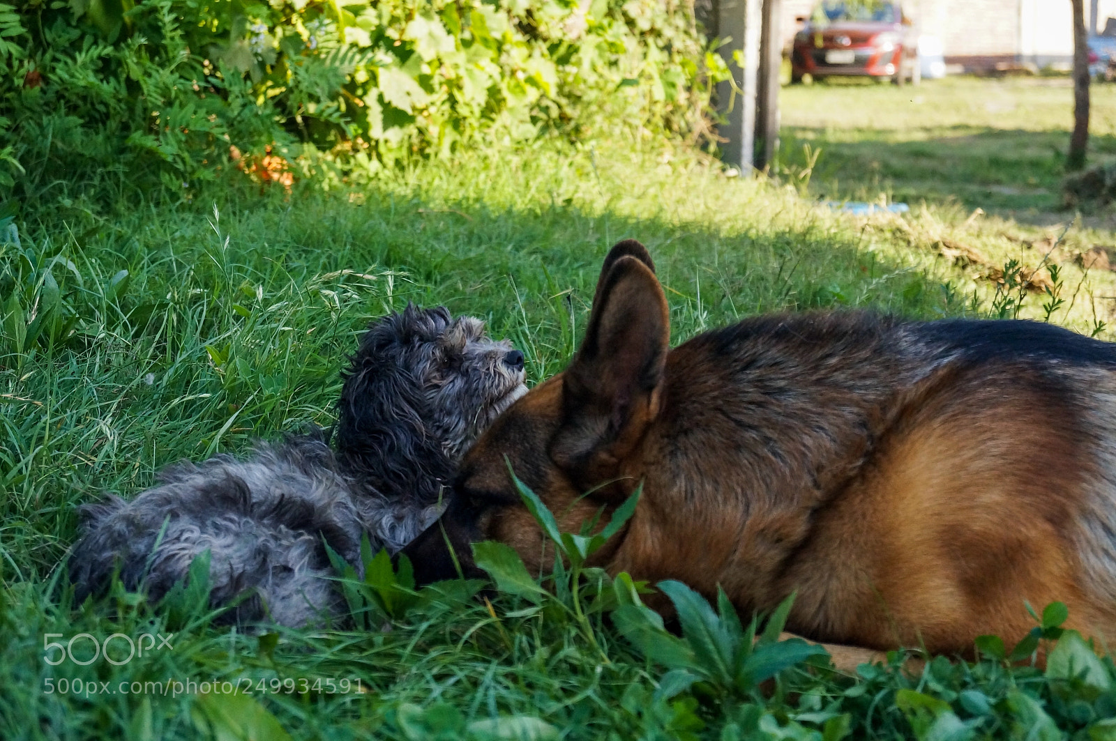 Sony SLT-A37 sample photo. Friends❤ photography