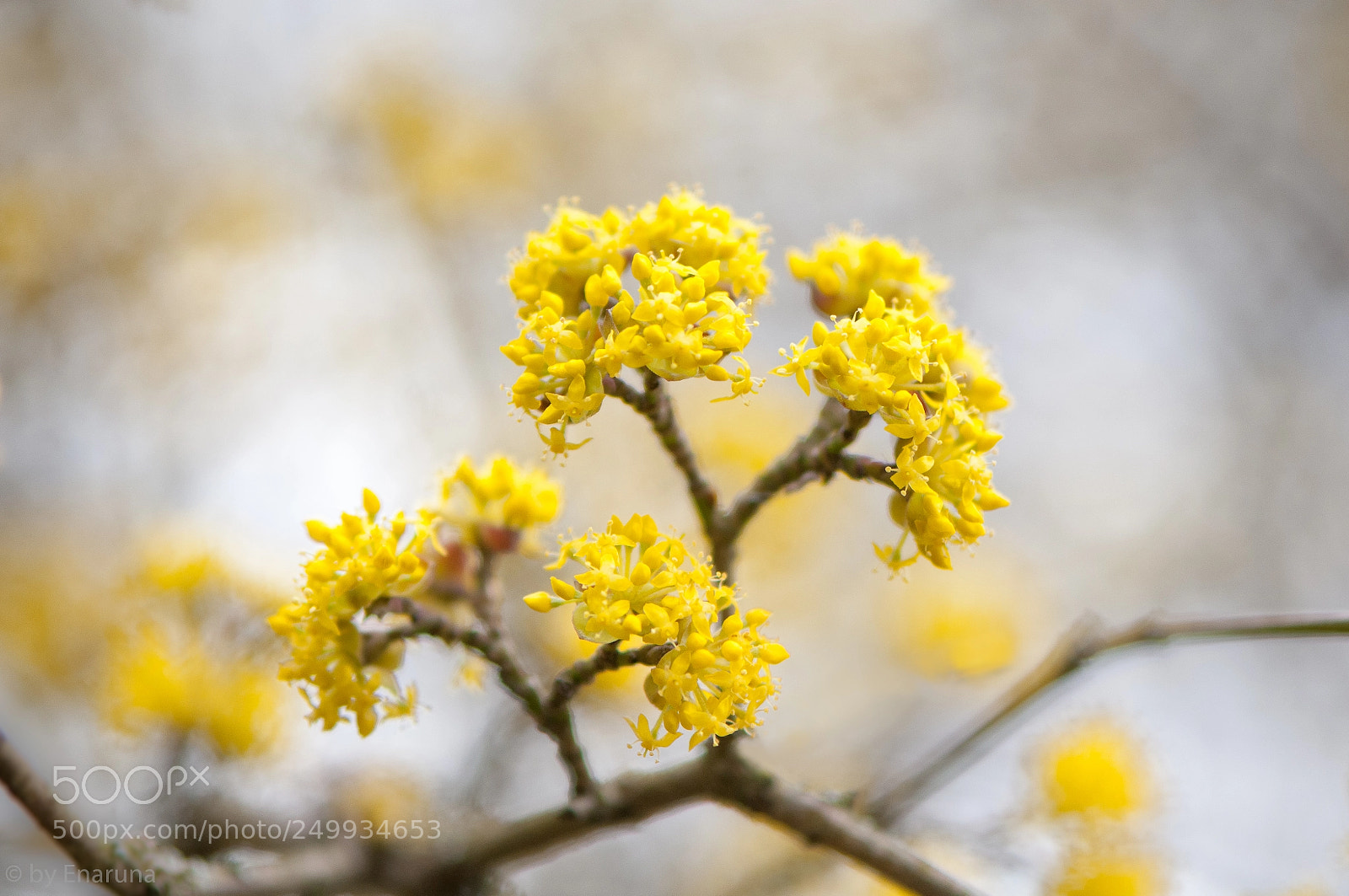 Nikon D300S sample photo. Cornelian cherry blossoms photography