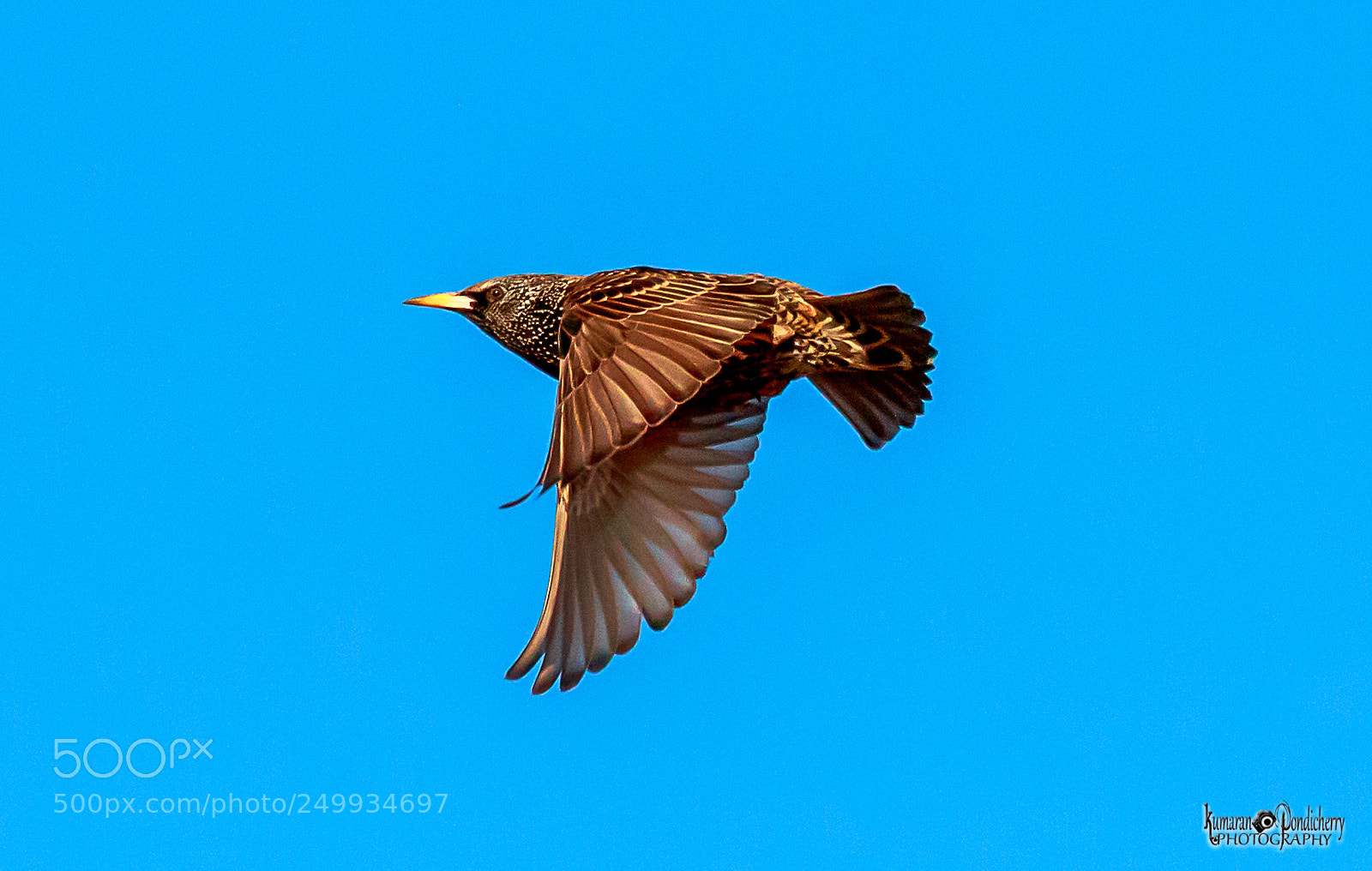 Canon EOS 70D sample photo. European starling <3 photography