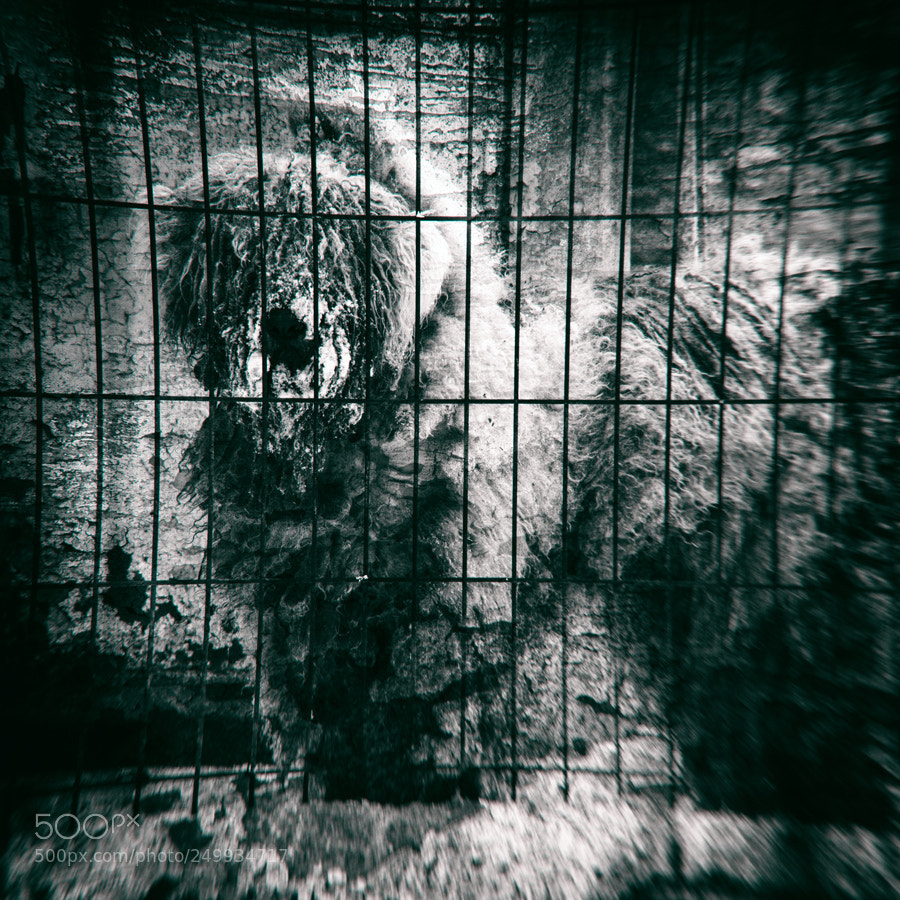 Pentax K-S2 sample photo. Behind bars photography