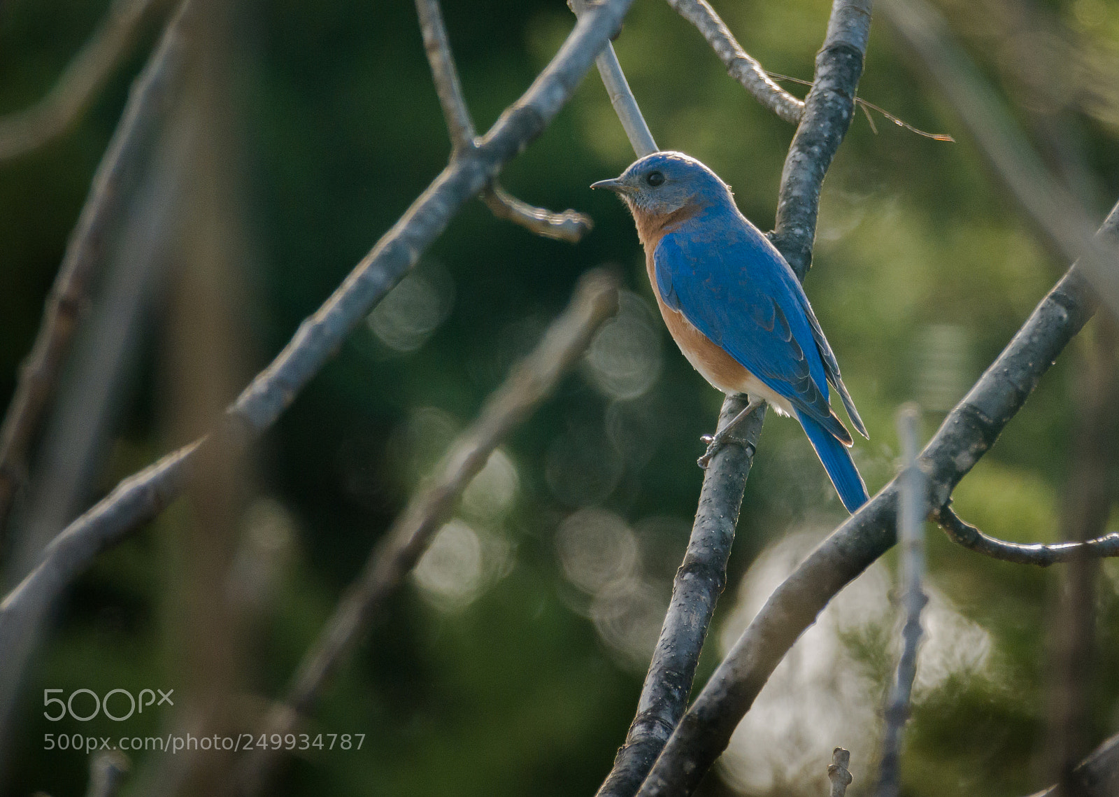 Sony Cyber-shot DSC-RX10 IV sample photo. Male blue bird photography