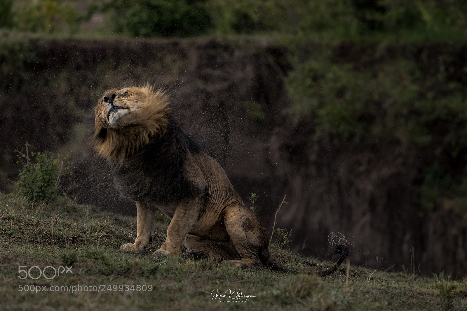 Canon EOS-1D X Mark II sample photo. Lion king photography