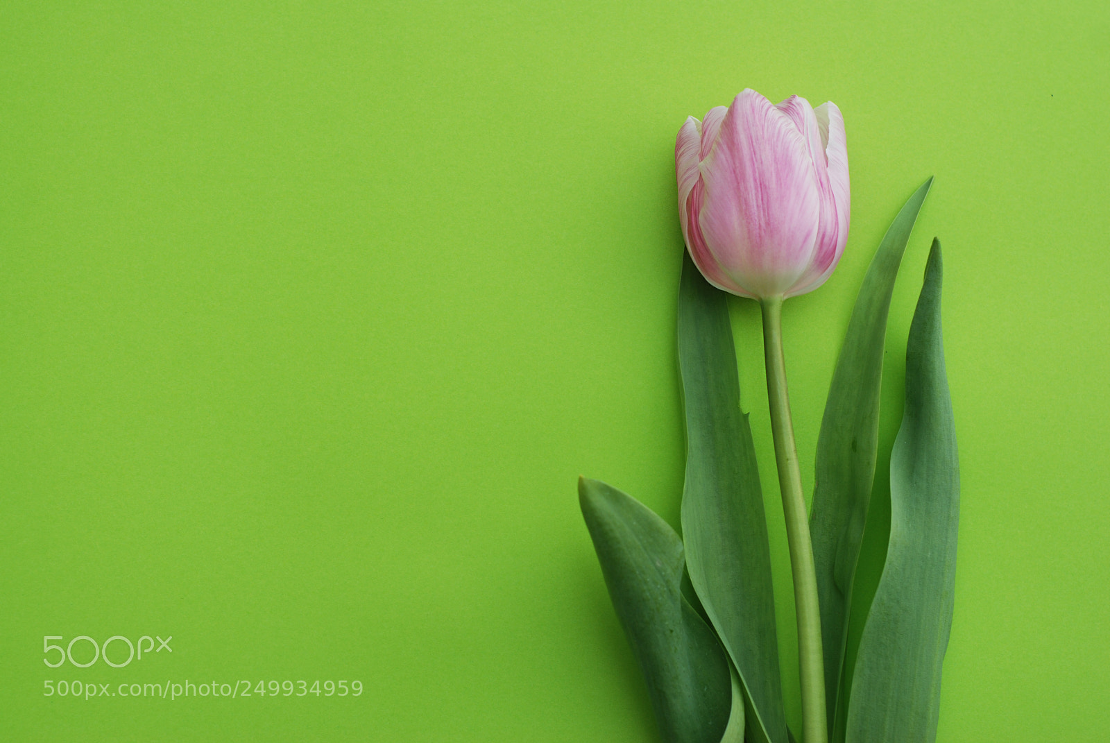 Nikon D80 sample photo. One pink tulip flower photography