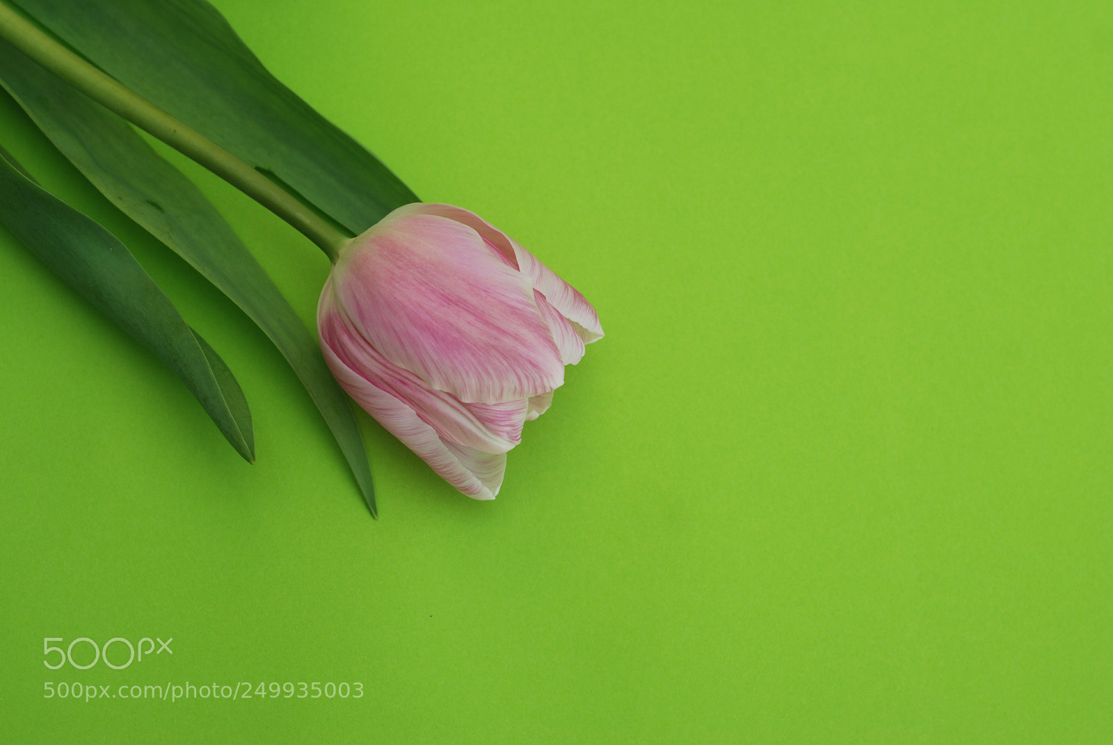 Nikon D80 sample photo. One pink tulip flower photography