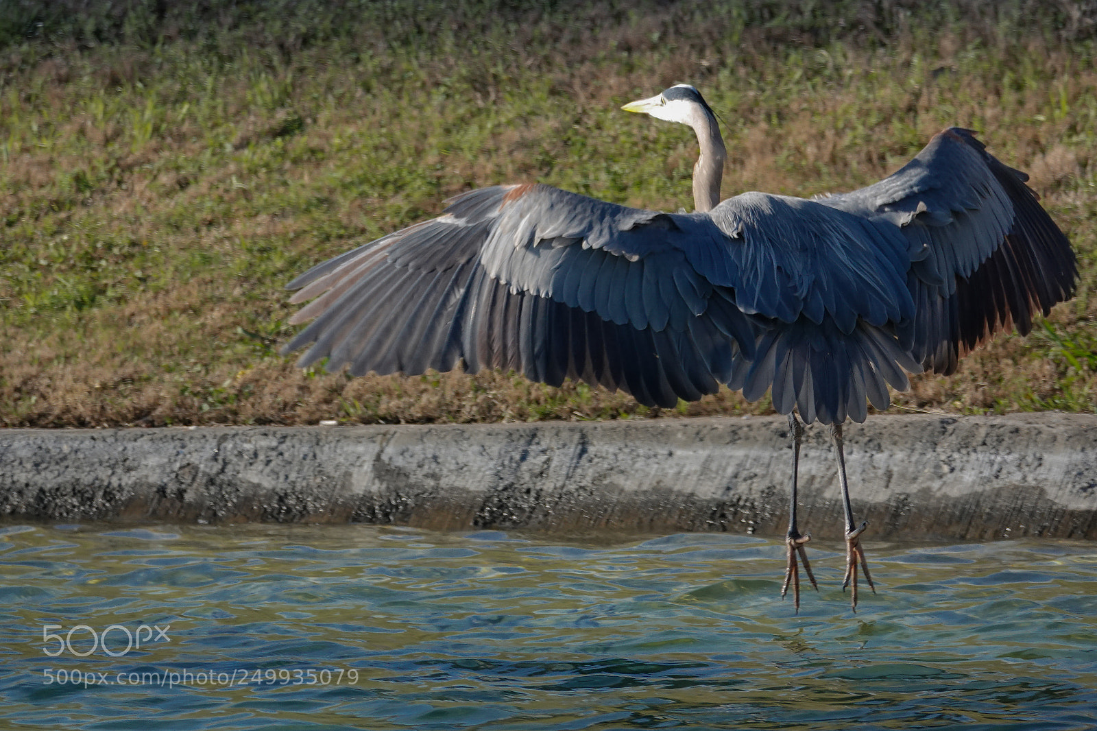 Sony Cyber-shot DSC-RX10 IV sample photo. Blue heron landing photography