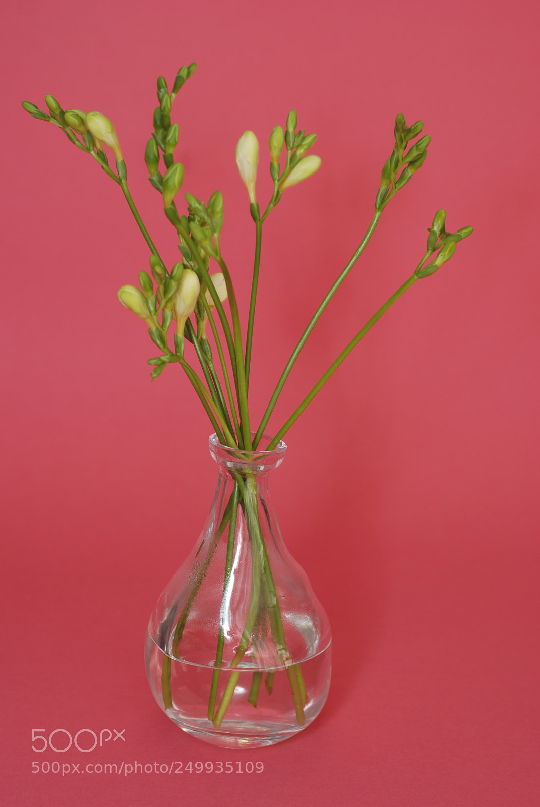 Nikon D80 sample photo. Fresh freesia green buds photography