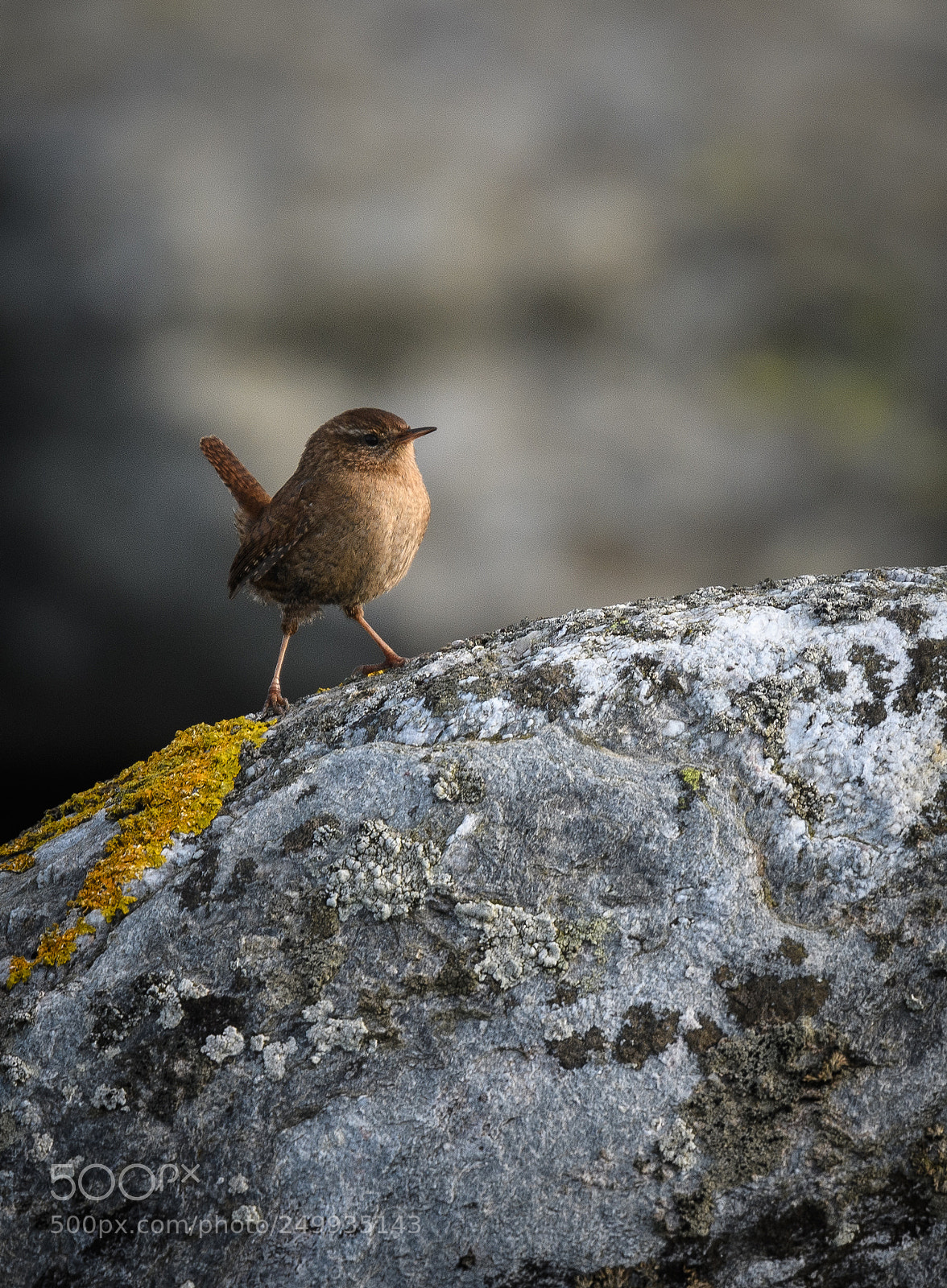 Nikon D500 sample photo. Winter wren photography