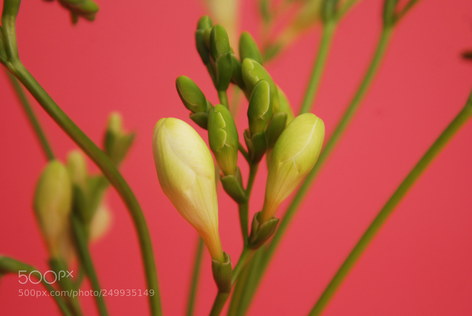 Nikon D80 sample photo. Fresh freesia green buds photography