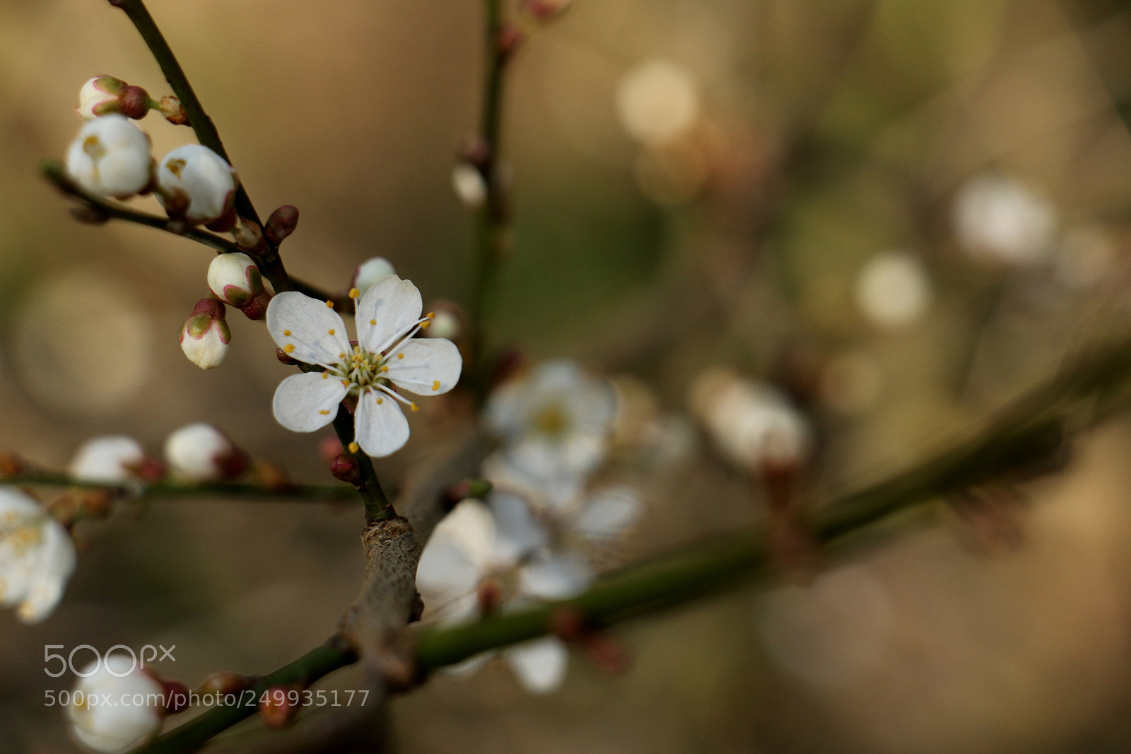 Canon EOS 70D sample photo. Spring photography