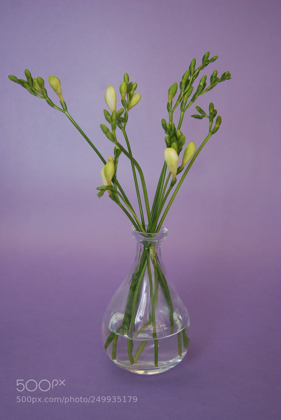 Nikon D80 sample photo. Fresh freesia green buds photography