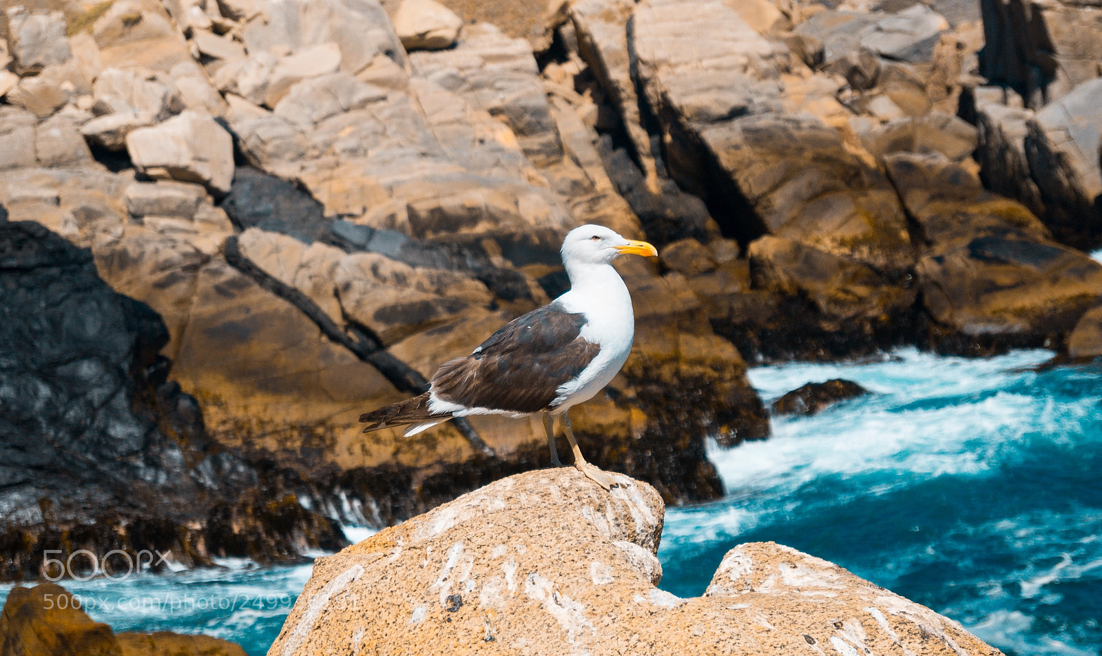 Sony SLT-A37 sample photo. Gaviota❤ photography