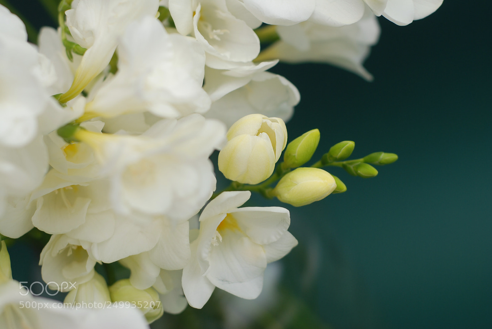 Nikon D80 sample photo. Close up white freesia photography
