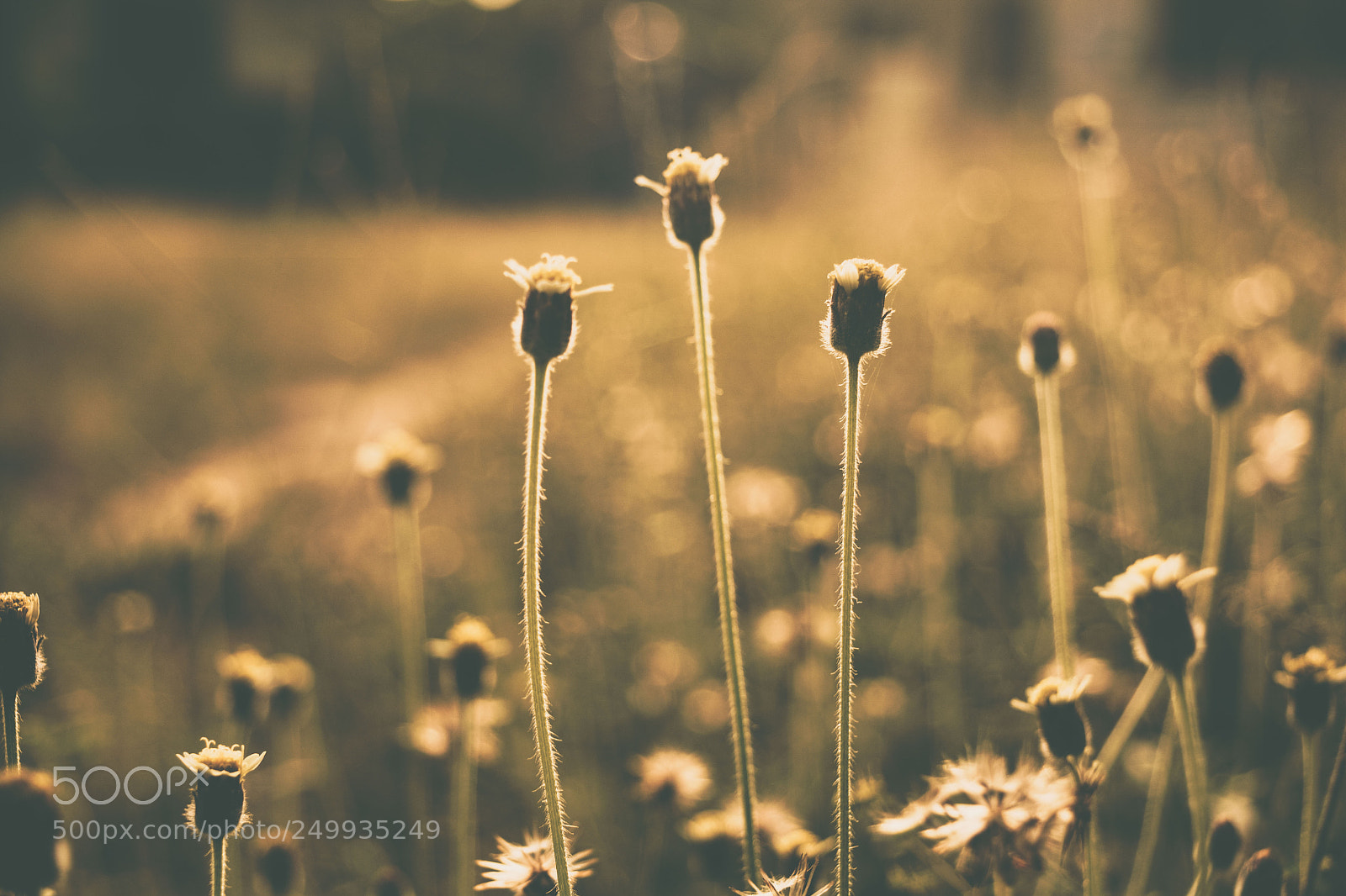 Nikon D5200 sample photo. Sunflower daze photography