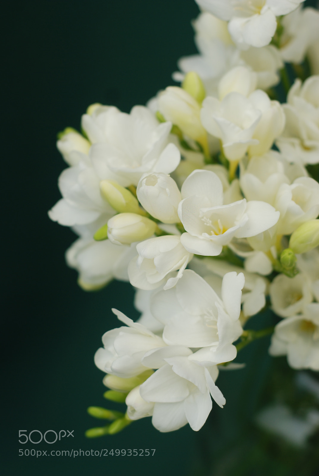 Nikon D80 sample photo. White freesia bouquet of photography