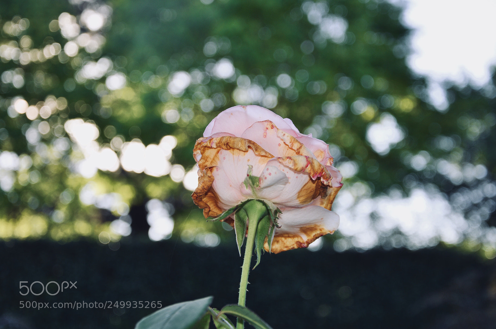 Nikon D90 sample photo. Cute little pink flower photography