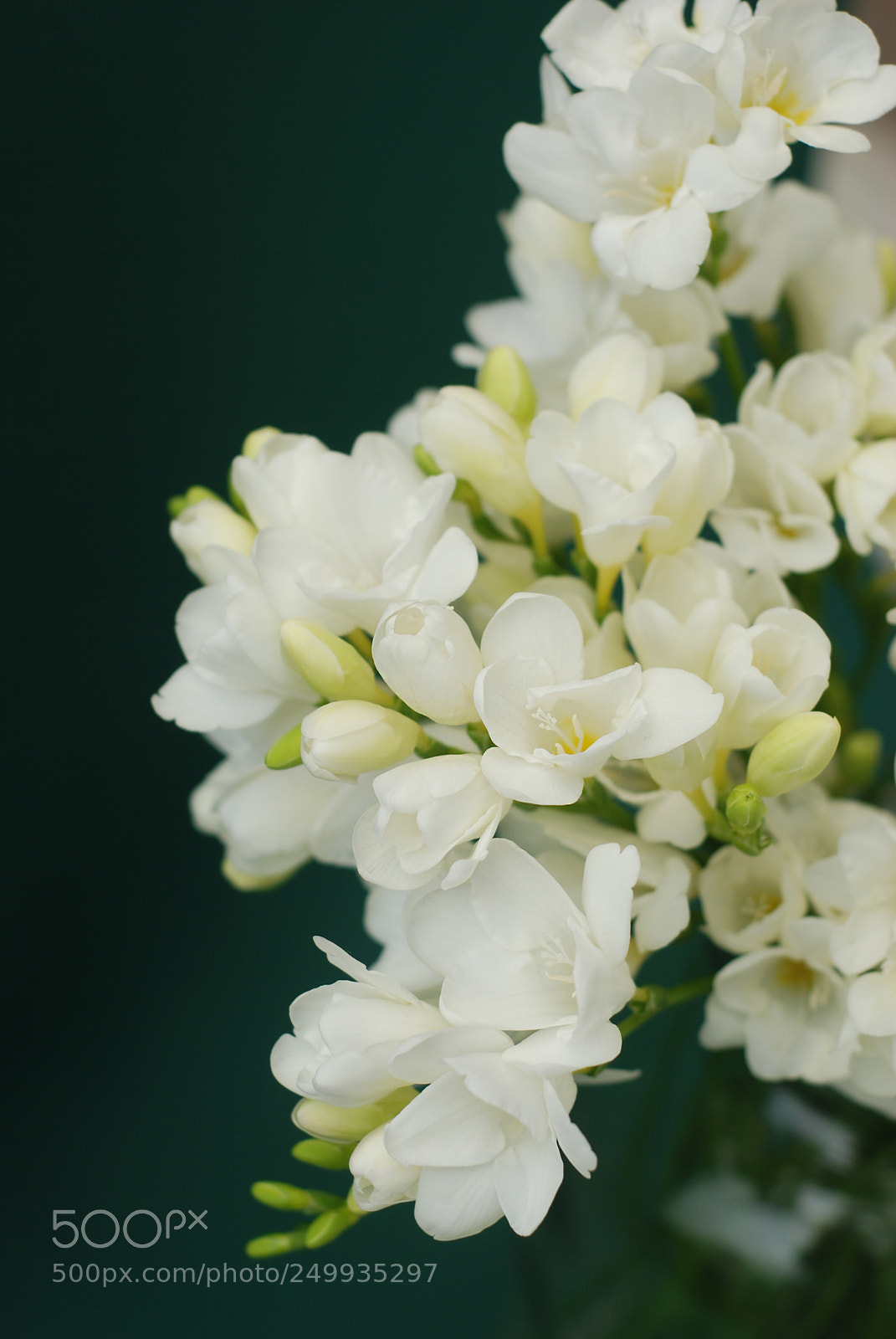 Nikon D80 sample photo. White freesia bouquet of photography
