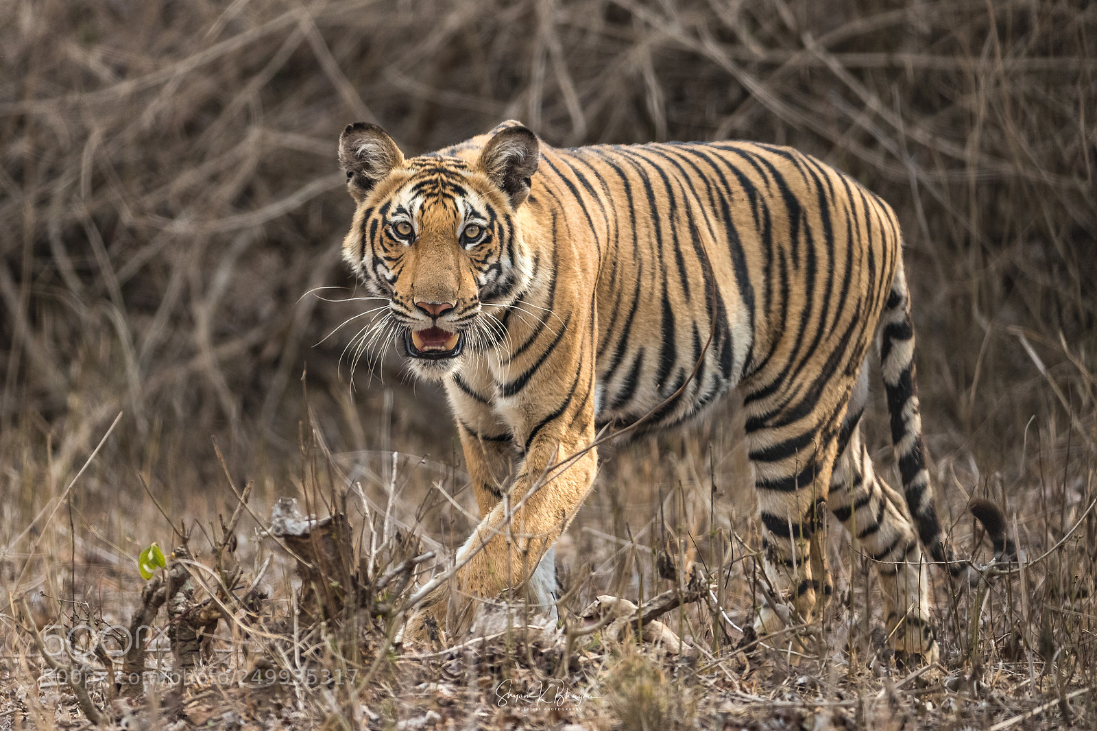 Canon EOS-1D X Mark II sample photo. Sub adult tiger photography