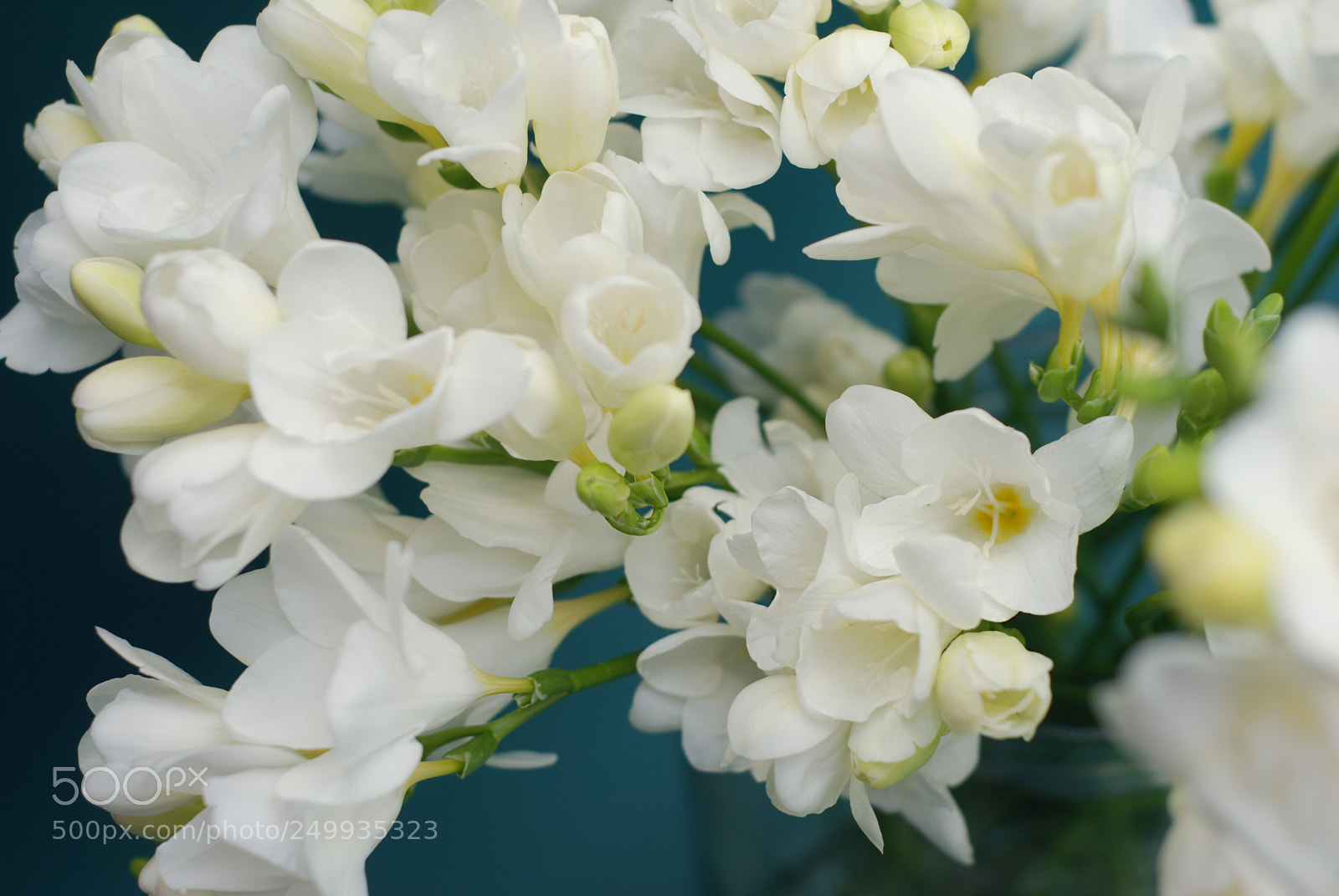 Nikon D80 sample photo. White freesia bouquet of photography