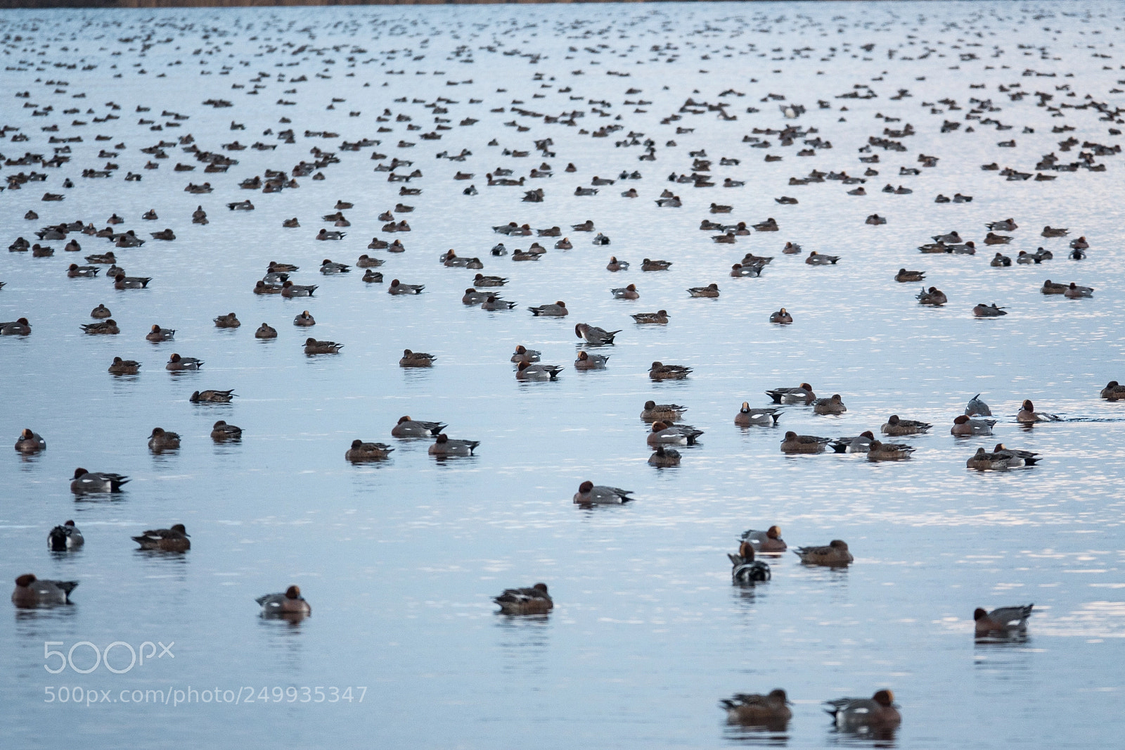 Sony Cyber-shot DSC-RX10 IV sample photo. Wigeons, smienten, twiske, netherland photography