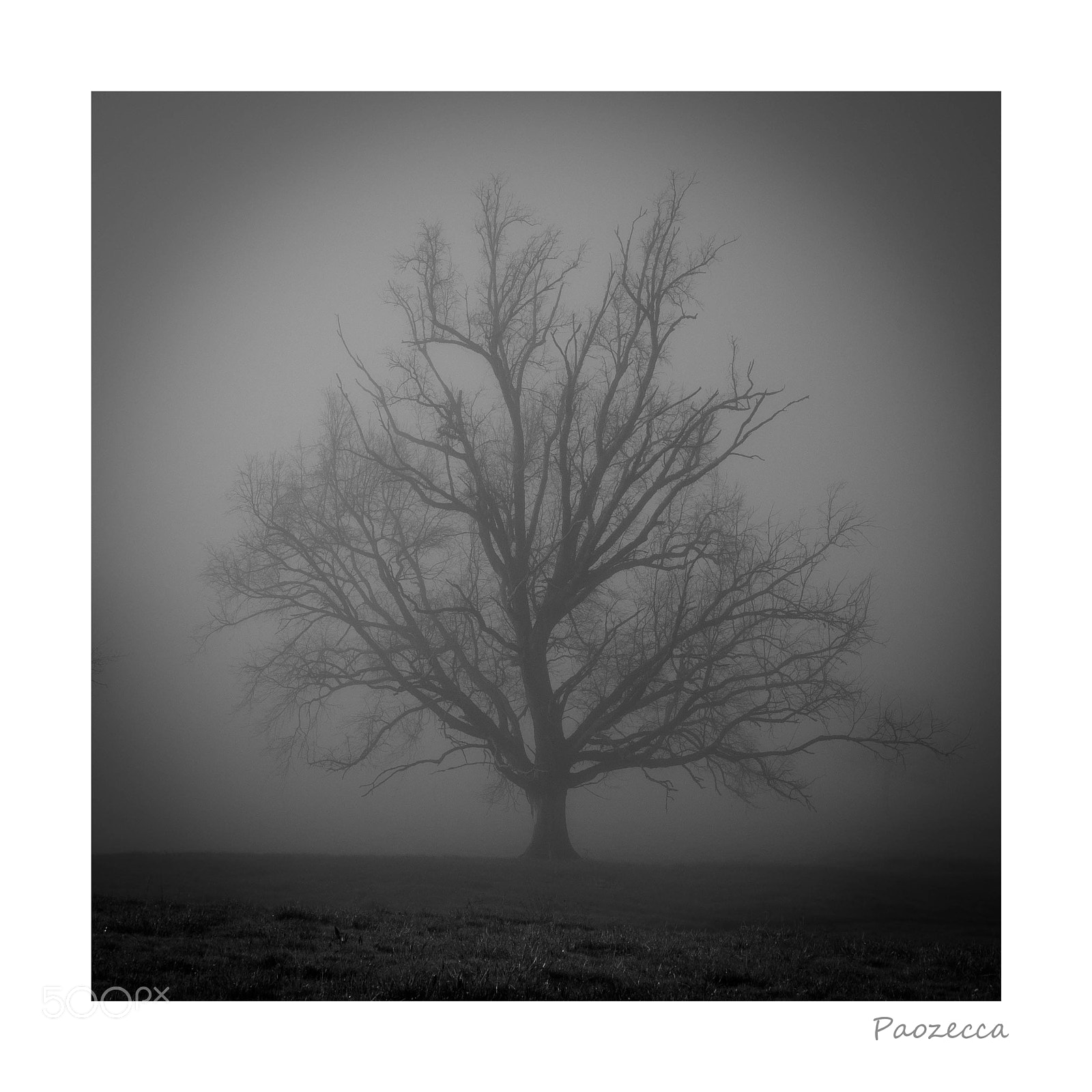 Leica D-Lux (Typ 109) sample photo. L'albero photography