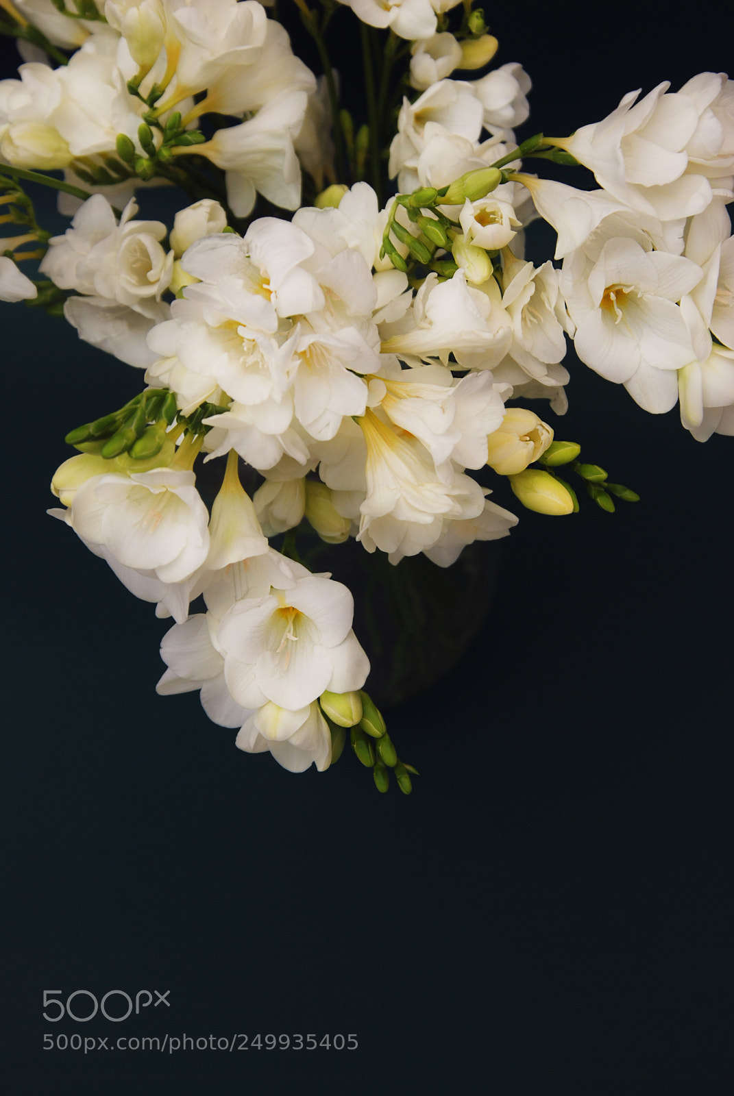 Nikon D80 sample photo. White freesia bouquet of photography