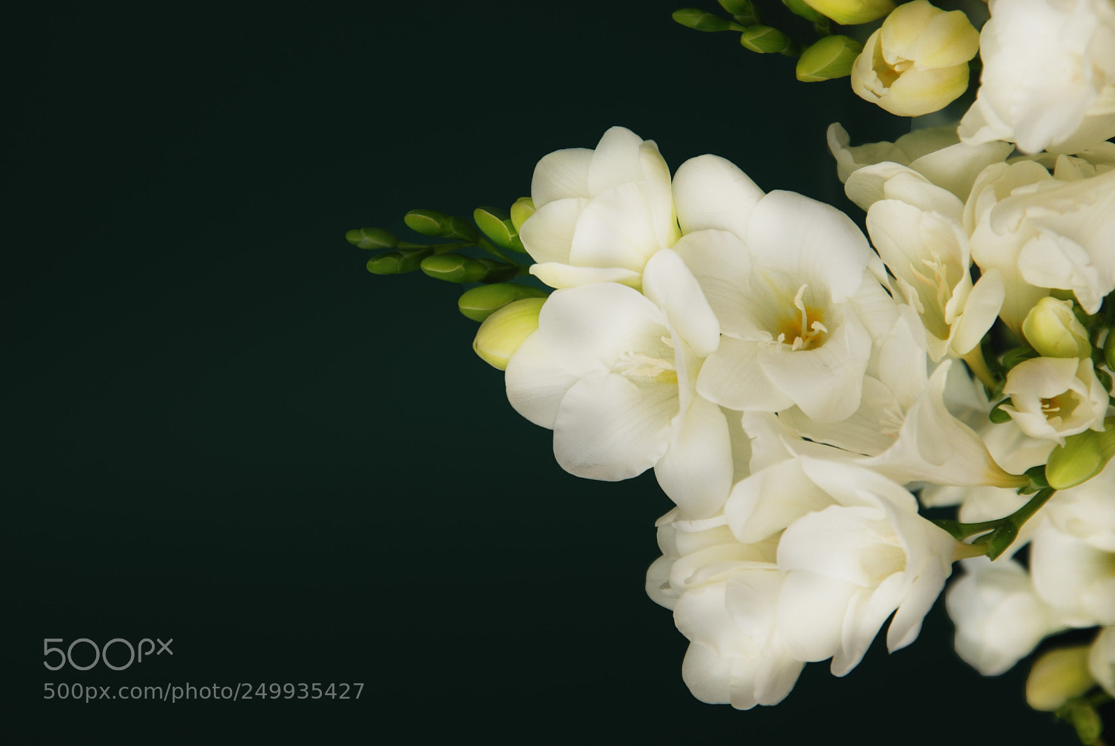 Nikon D80 sample photo. White freesia bouquet of photography
