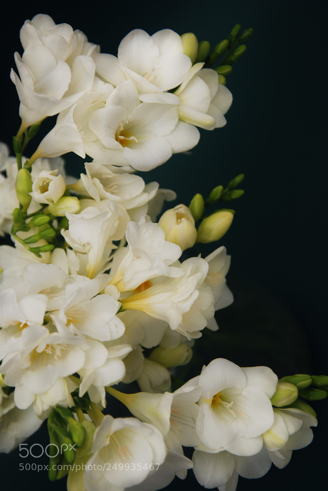 Nikon D80 sample photo. White freesia bouquet of photography