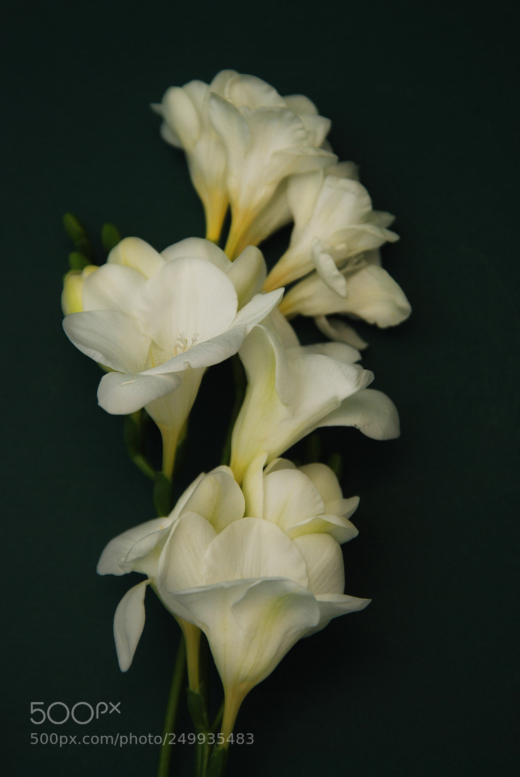 Nikon D80 sample photo. White freesia bouquet of photography