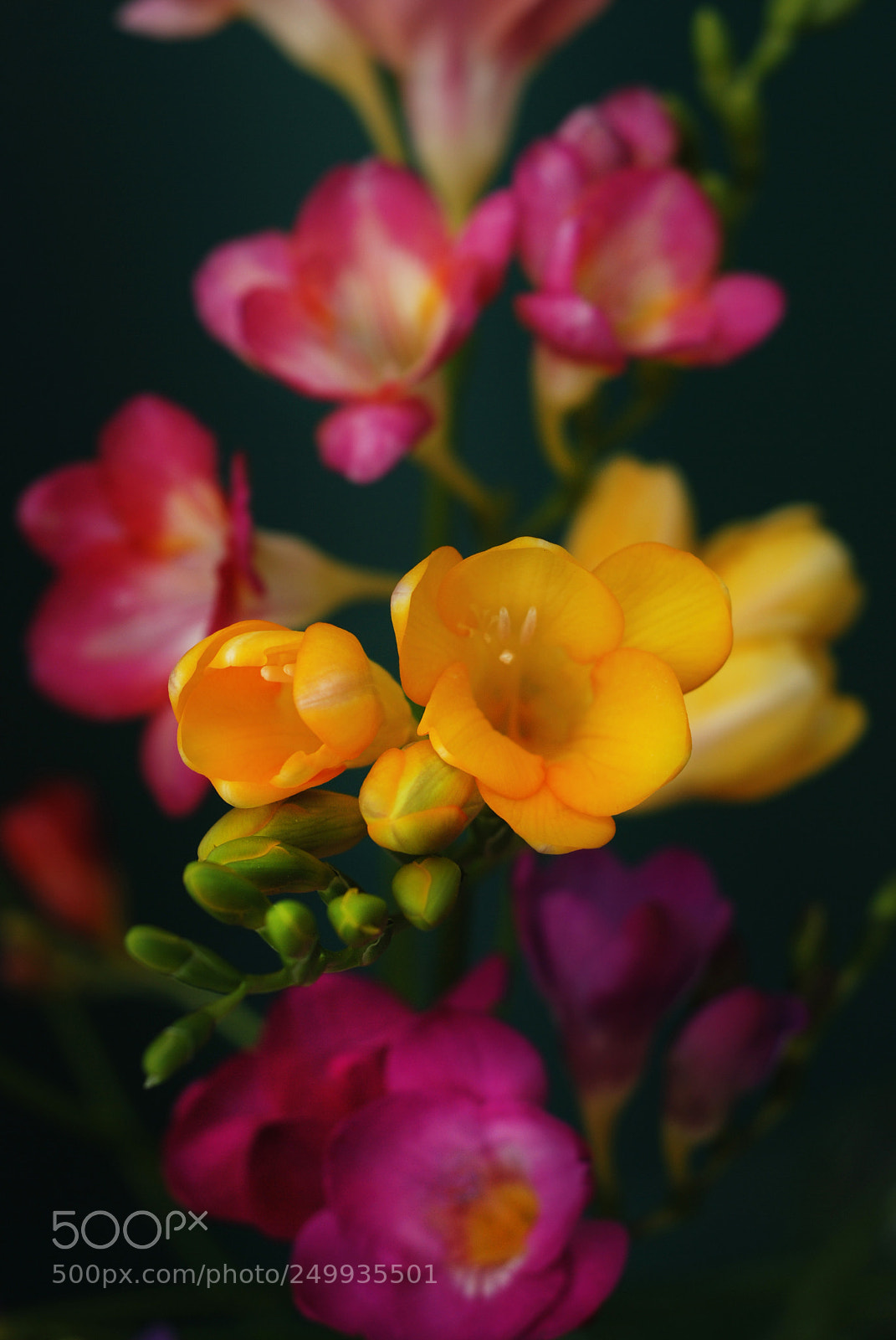 Nikon D80 sample photo. Close up of bouquet photography