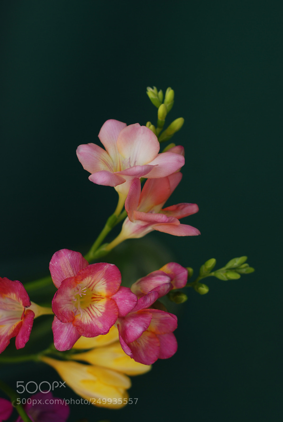 Nikon D80 sample photo. Close up of bouquet photography