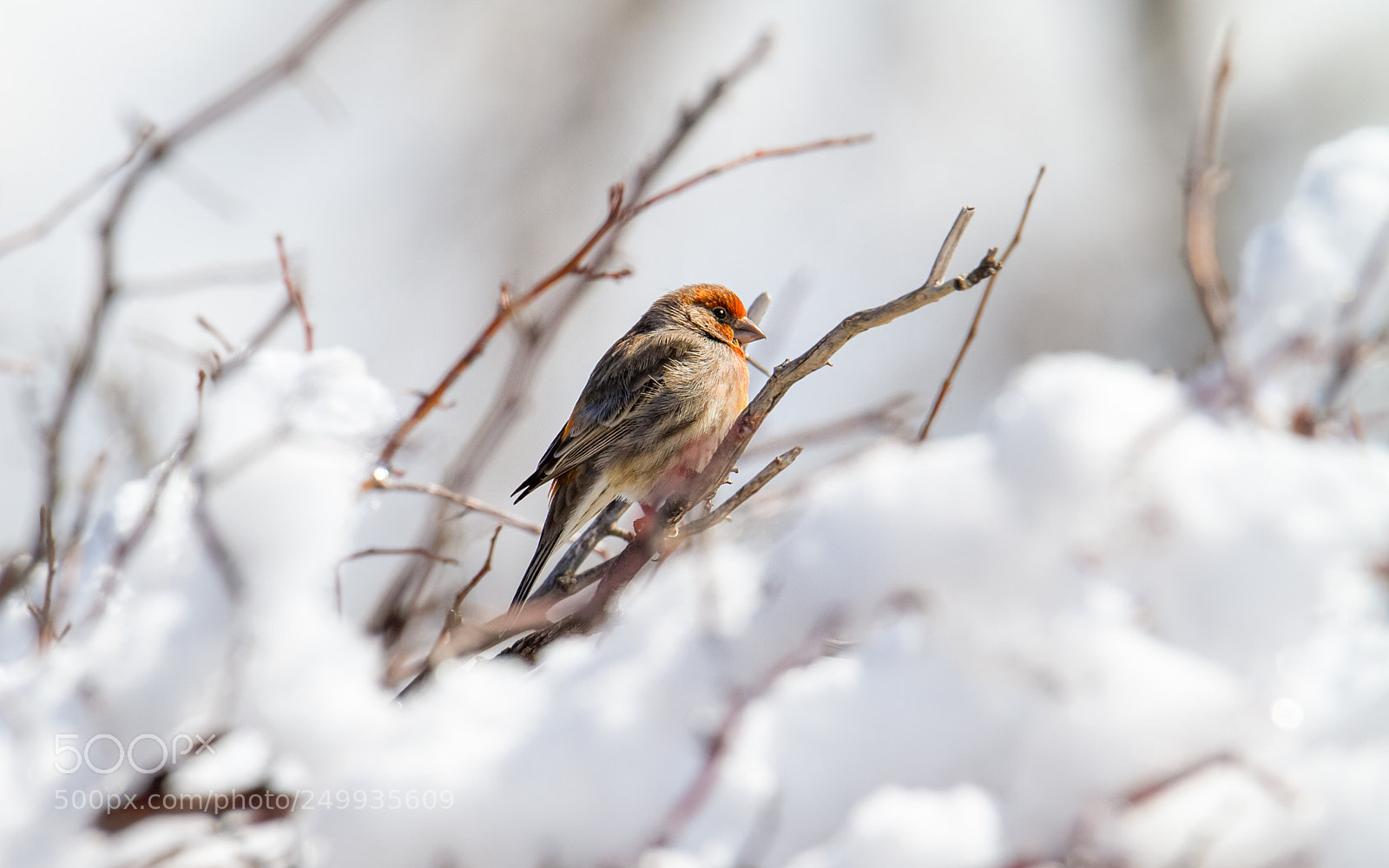 Canon EOS 7D sample photo. House finch photography