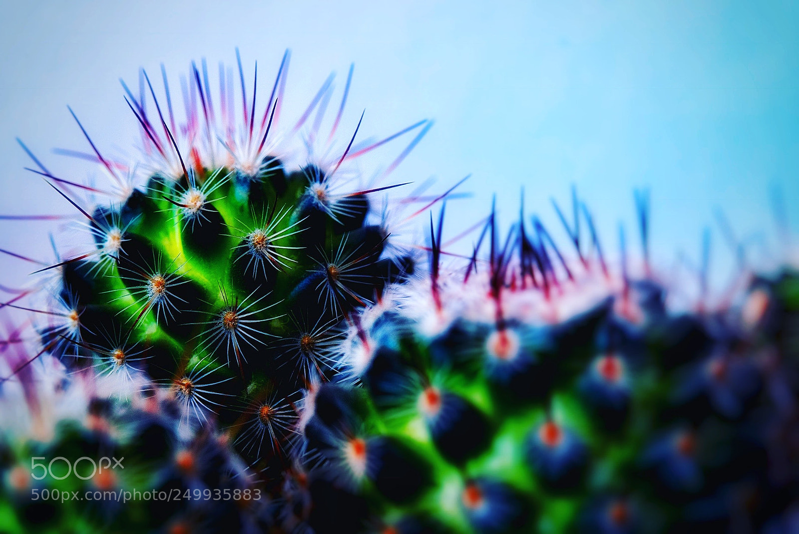 Fujifilm X-T20 sample photo. Cactusworld photography