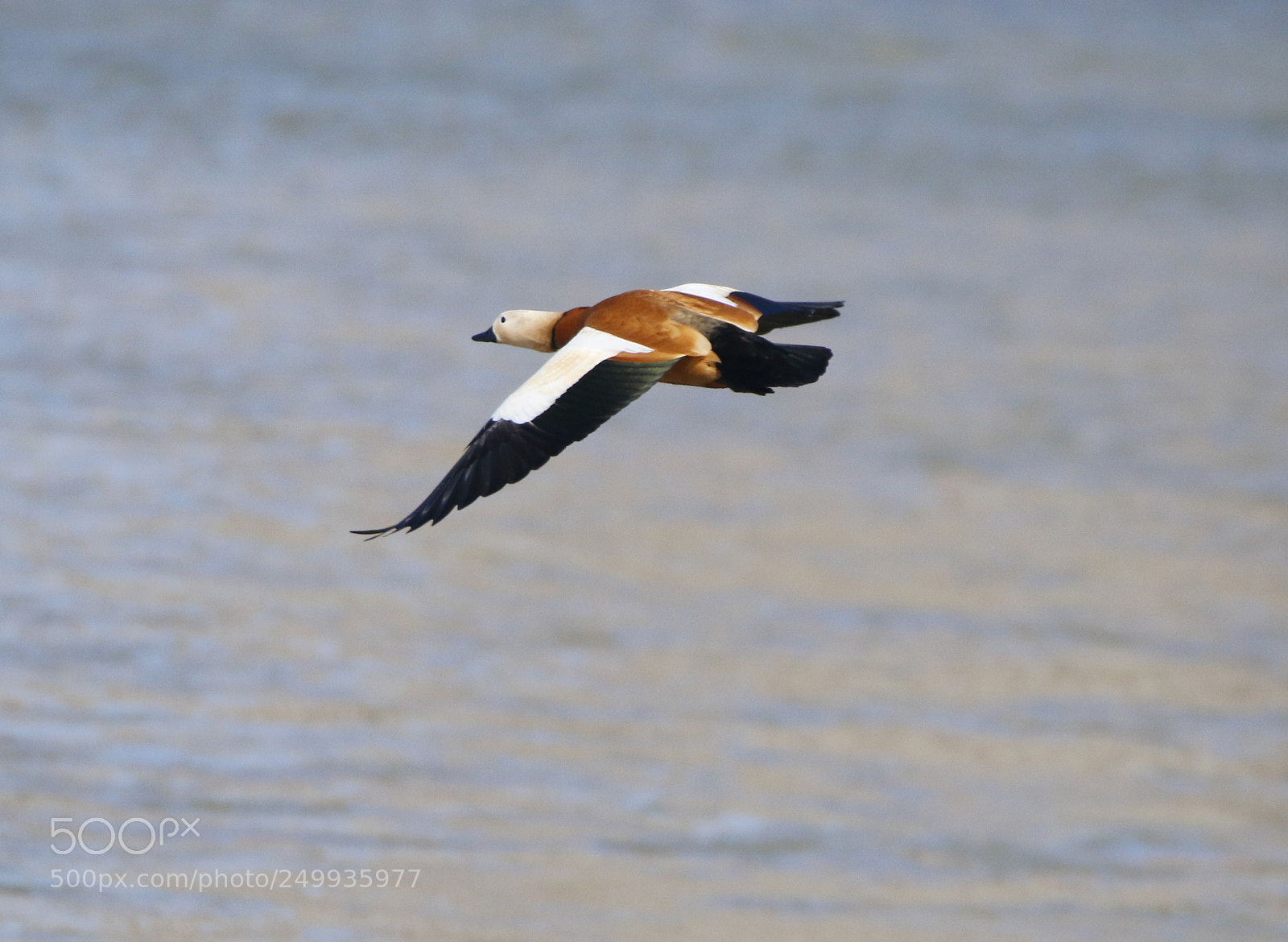 Canon EOS 70D sample photo. Flight photography