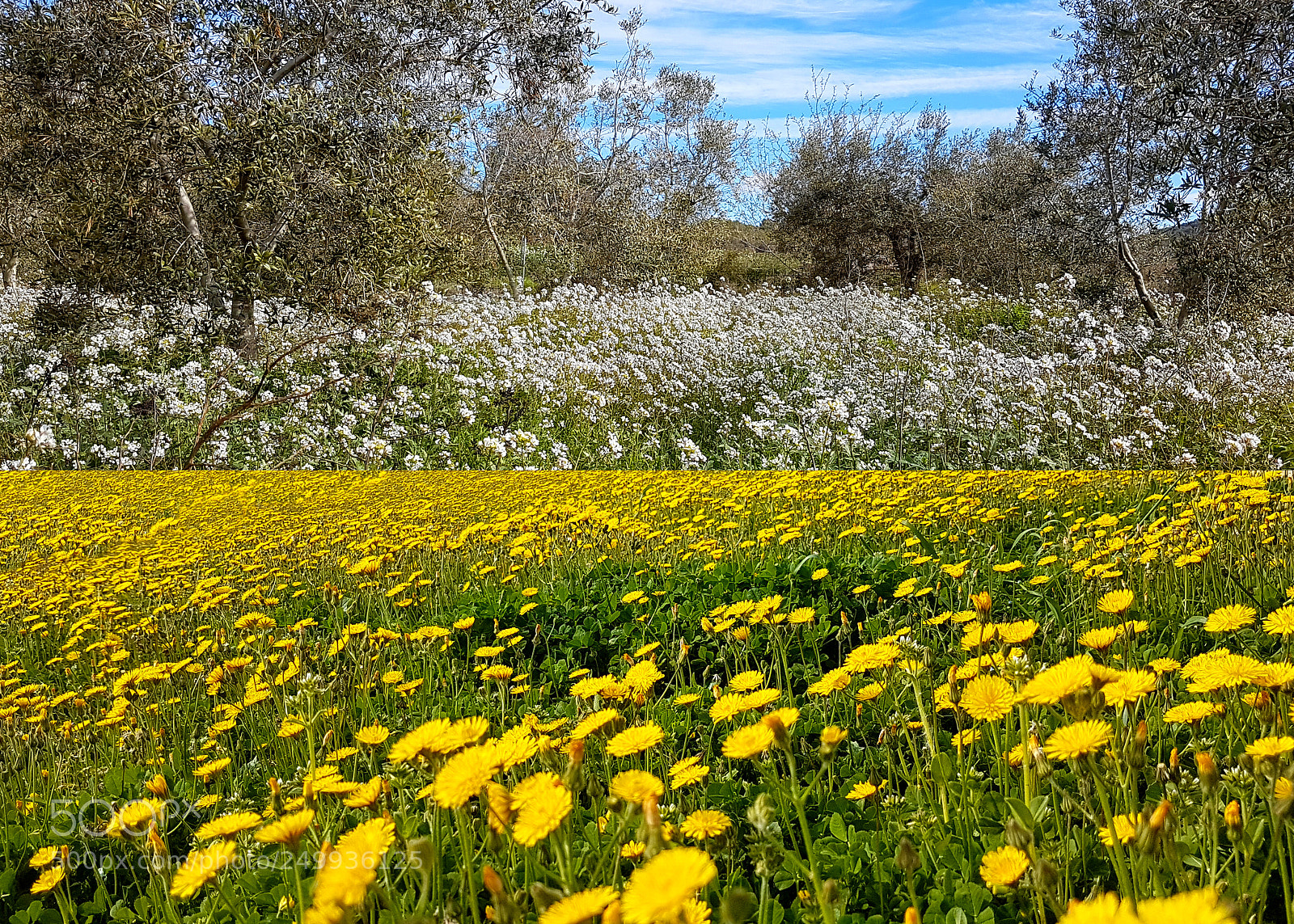 Samsung Galaxy S7 Edge sample photo. White vs. yellow photography