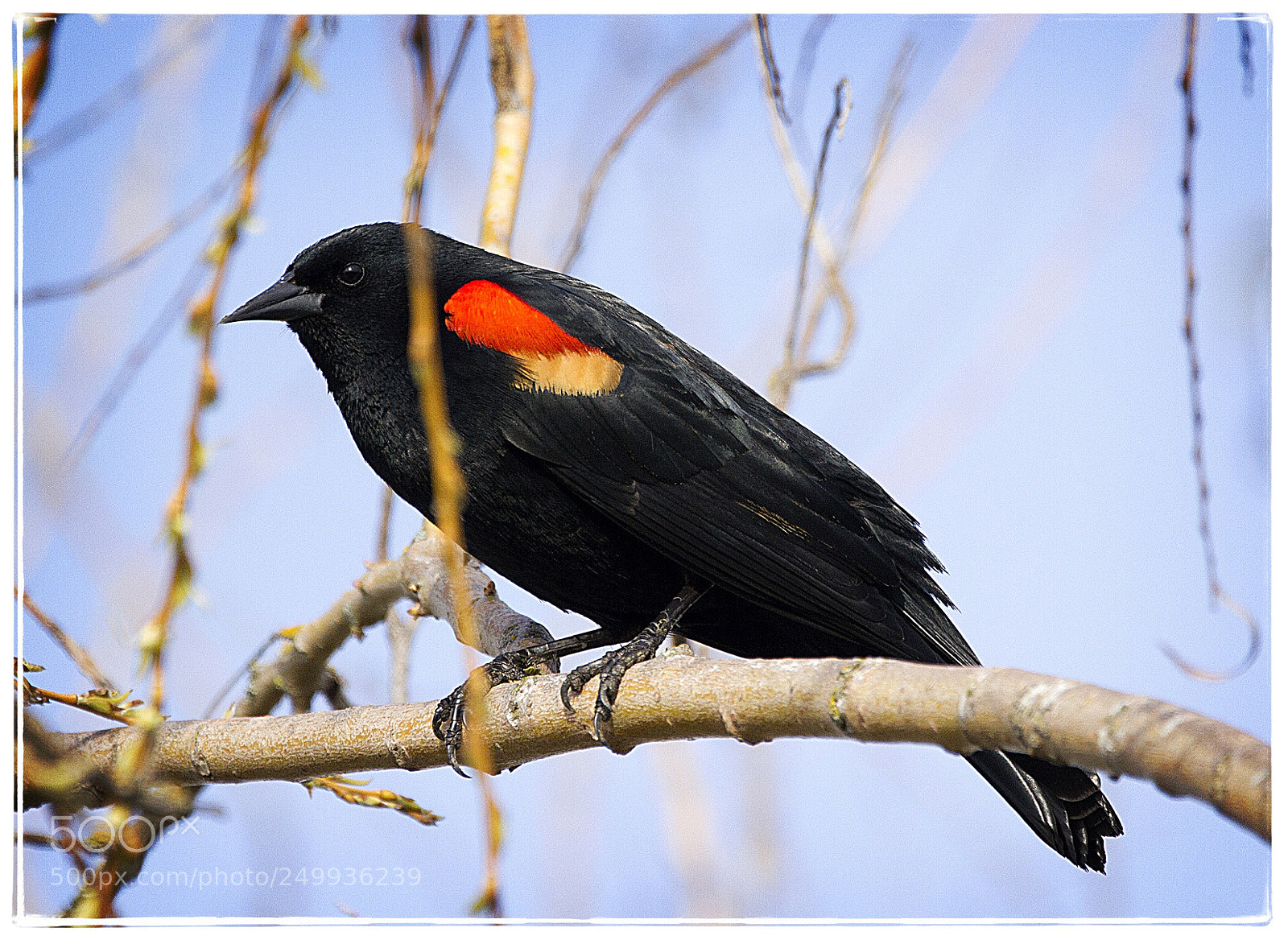 Canon EOS 7D sample photo. Bicolored red winged blackbird. photography