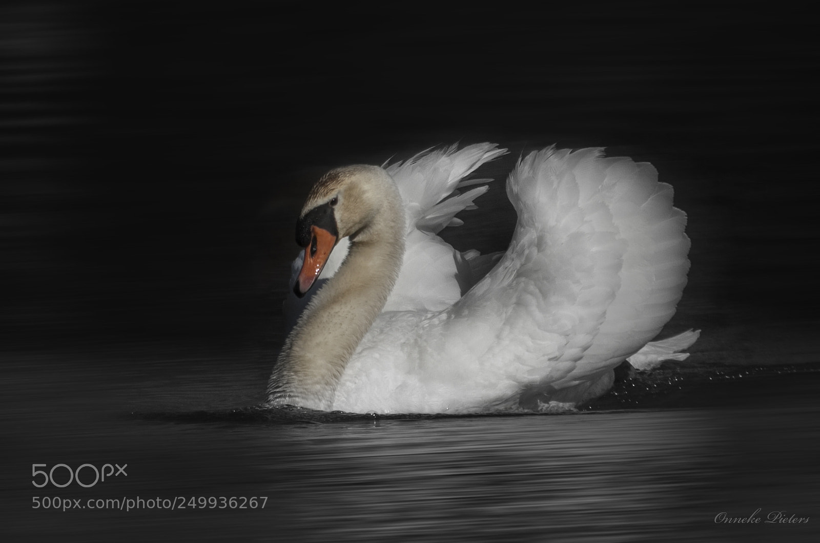 Canon EOS 50D sample photo. Angry swan photography