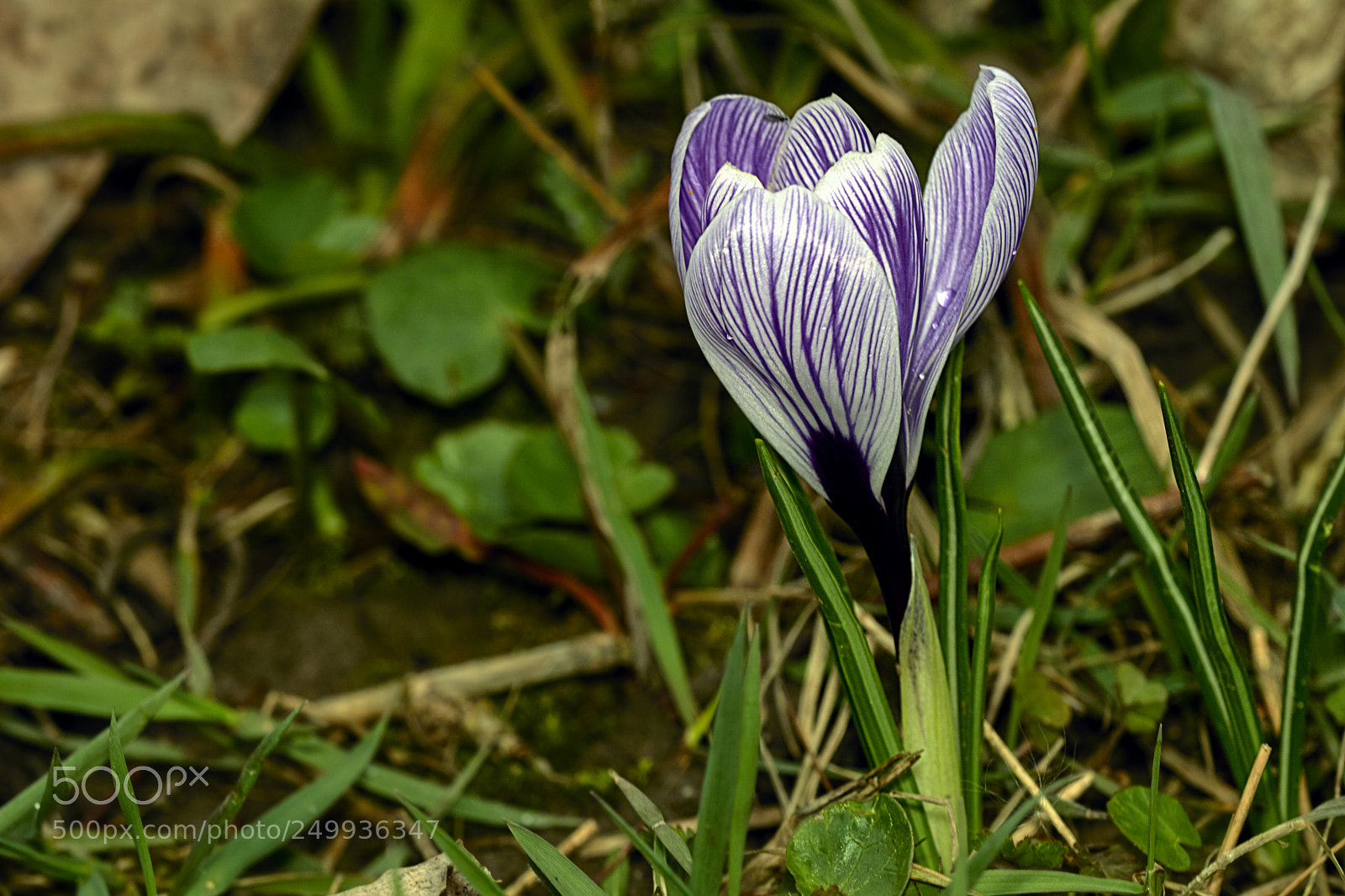 Sony a6000 sample photo. Spring beauty photography