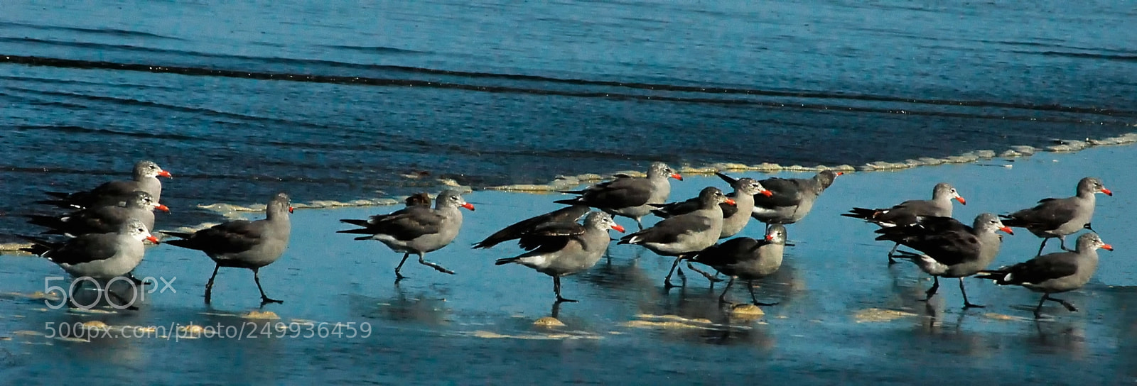 Nikon D70 sample photo. Flock of gulls photography